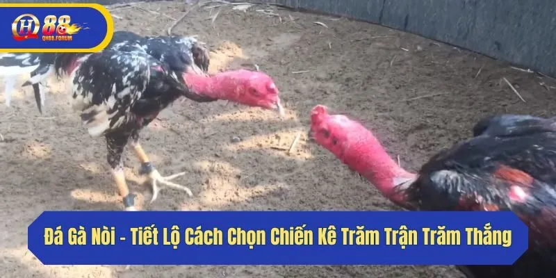 Đá Gà Nòi - Tiết Lộ Cách Chọn Chiến Kê Trăm Trận Trăm Thắng