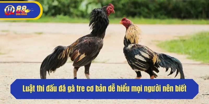 Luật thi đấu đá gà tre cơ bản dễ hiểu mọi người nên biết